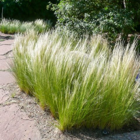 Nassella Tenuissima – Mexican Feather Grass | Kangarro Plants