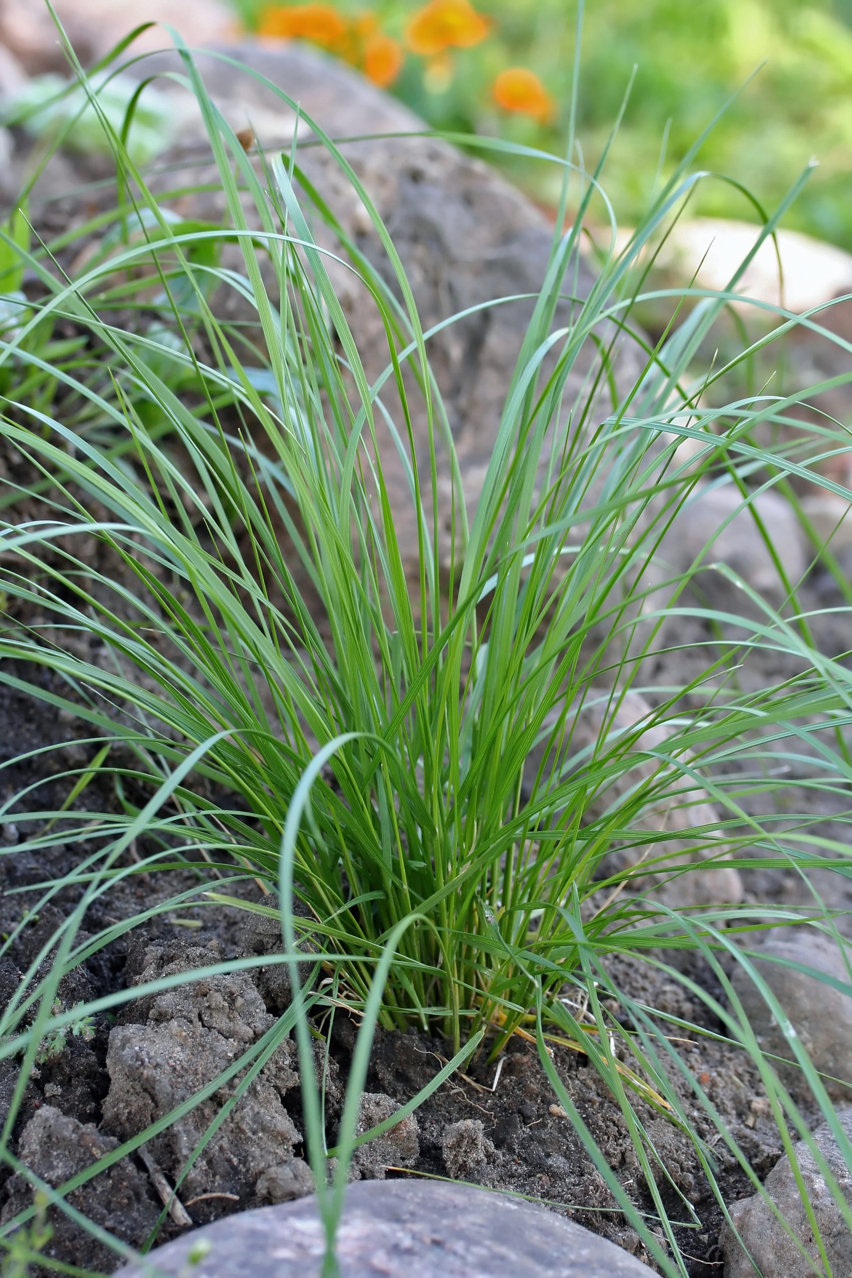 Deschampsia Cespitosa Tuft Hair Grass Kangarro Plants